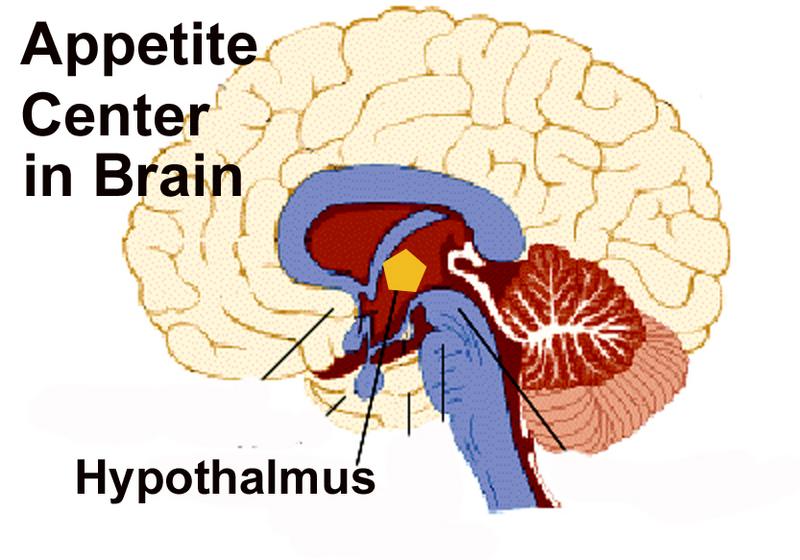 hypothalamas picture