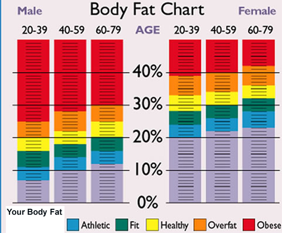 body fat for adults