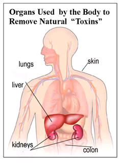 toxins in body are removed by organs