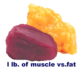 fas vs muscle